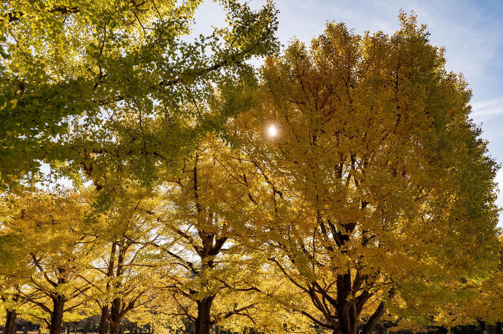 昭和記念公園のイチョウ並木