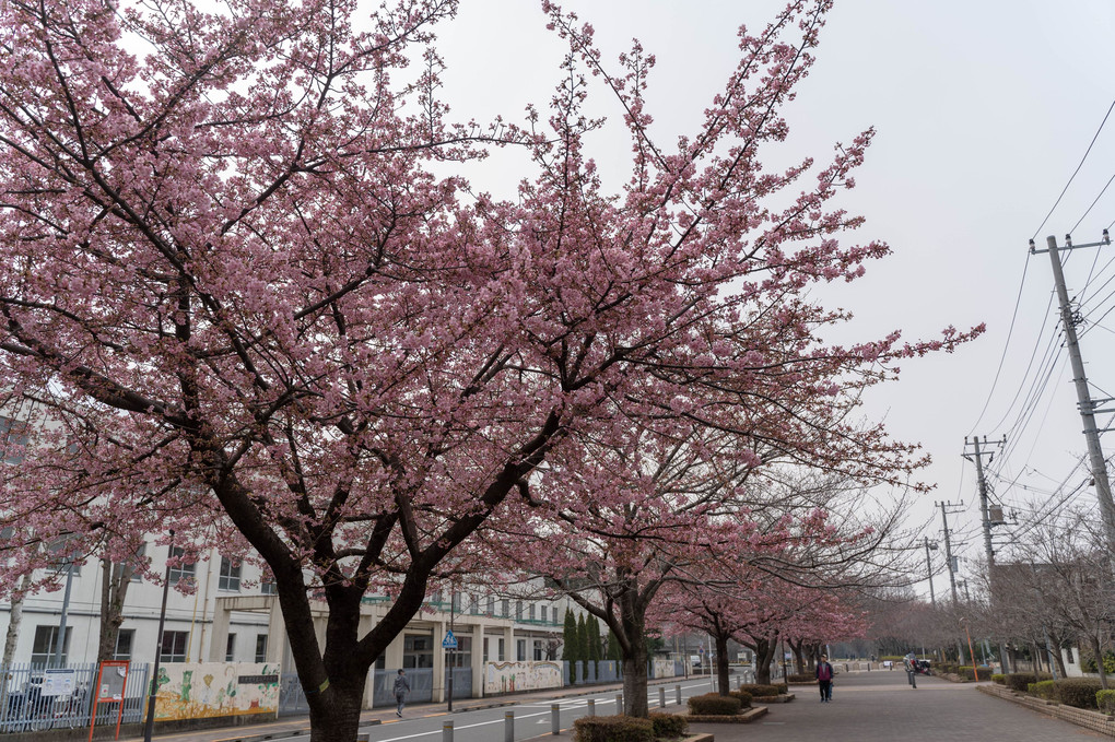 河津桜