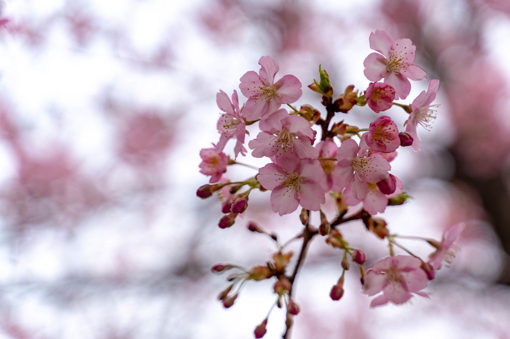 河津桜