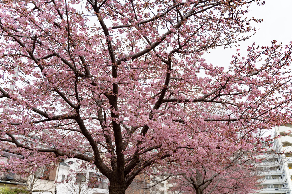 河津桜