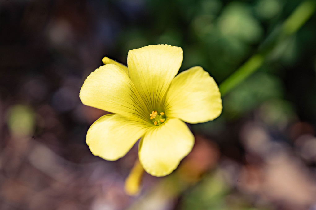 春の花たち