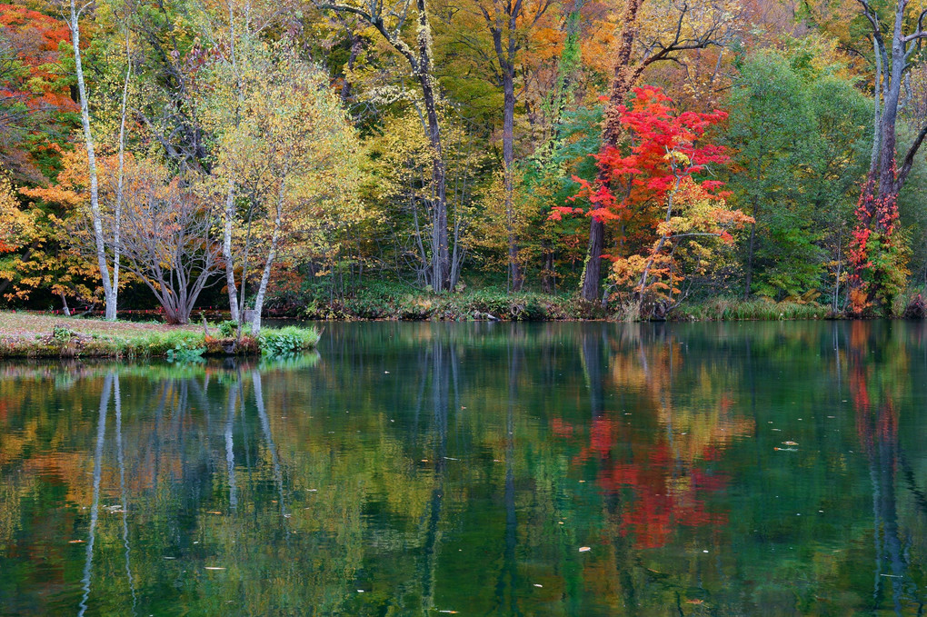 秋の池
