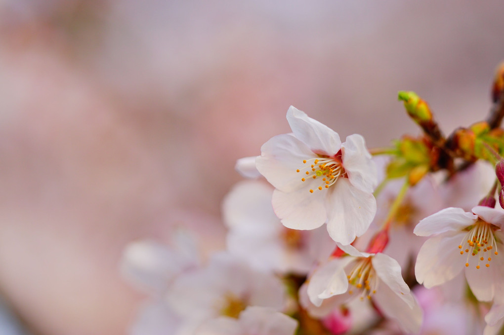 透ける想い、美の桜