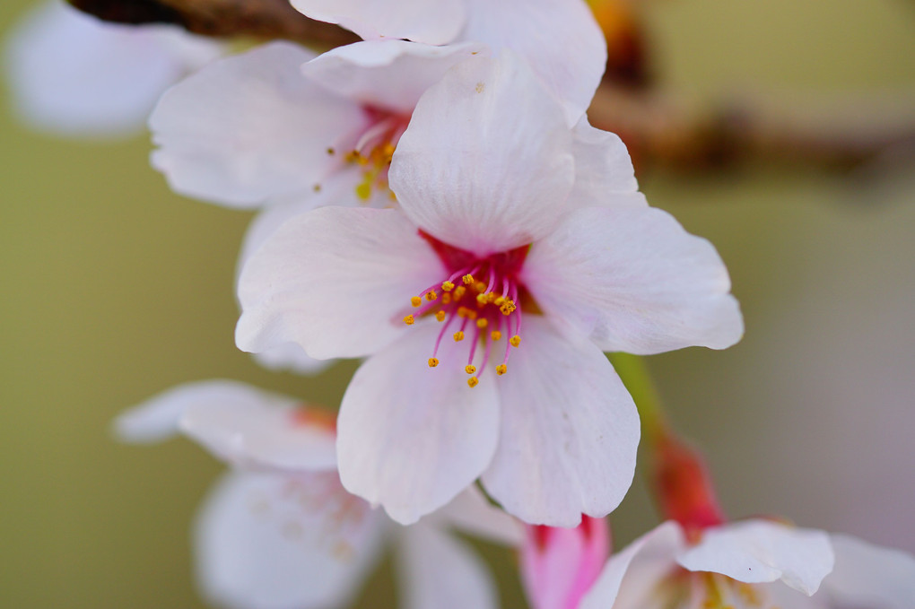 透ける想い、美の桜