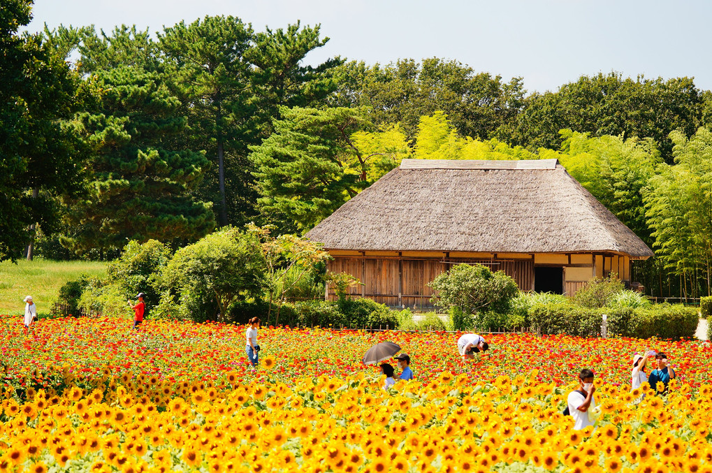 国営ひたち海浜公園のみはらしの里