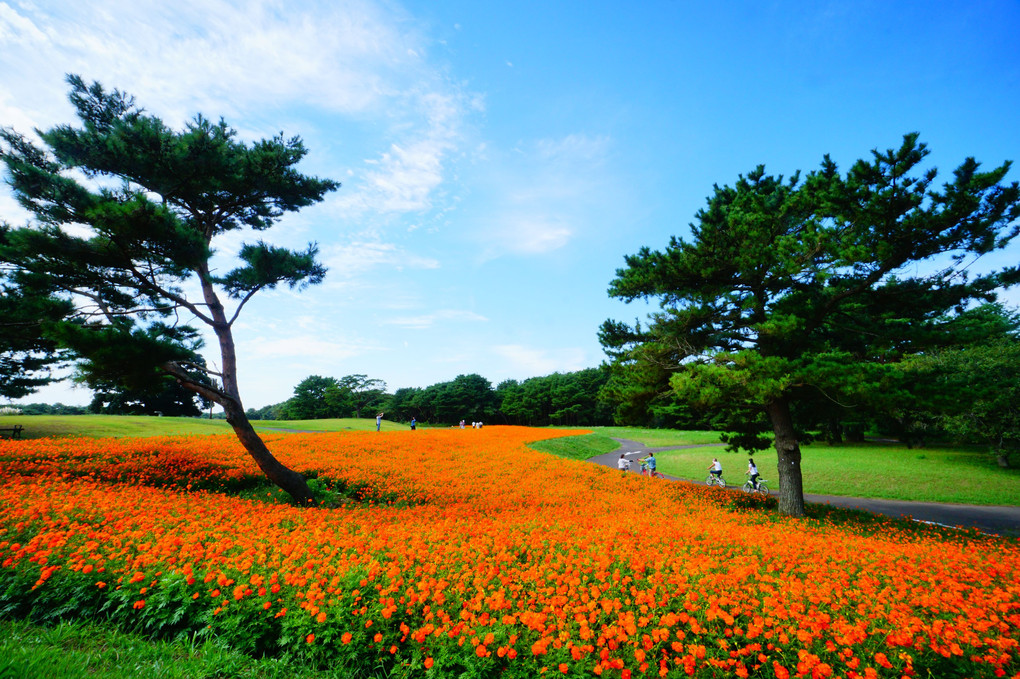 キバナコスモス三昧＠国営ひたち海浜公園