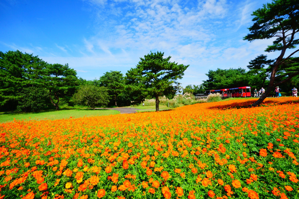 キバナコスモス三昧＠国営ひたち海浜公園