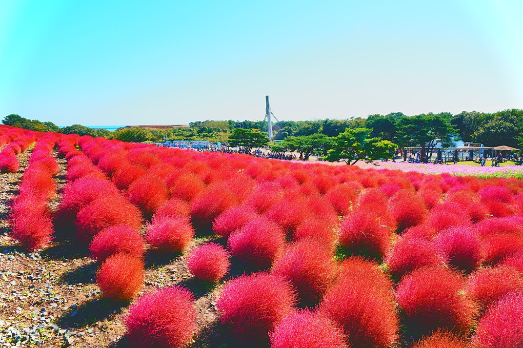 国営ひたち海浜公園のみはらしの丘