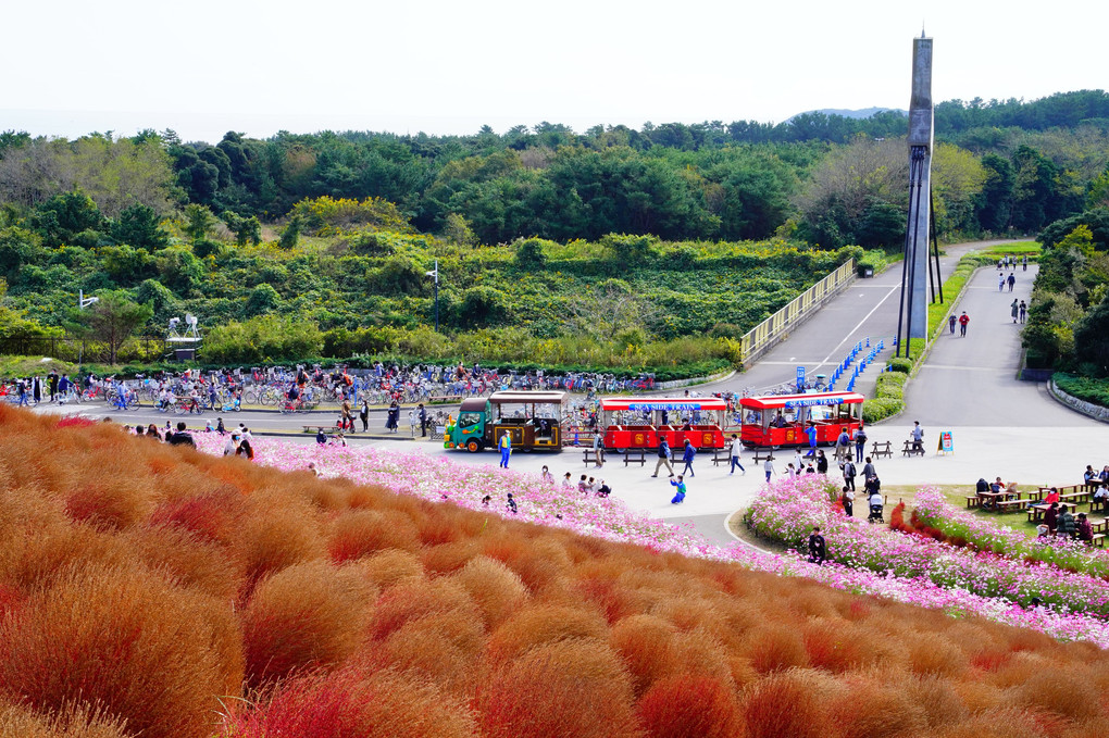 国営ひたち海浜公園のみはらしの丘