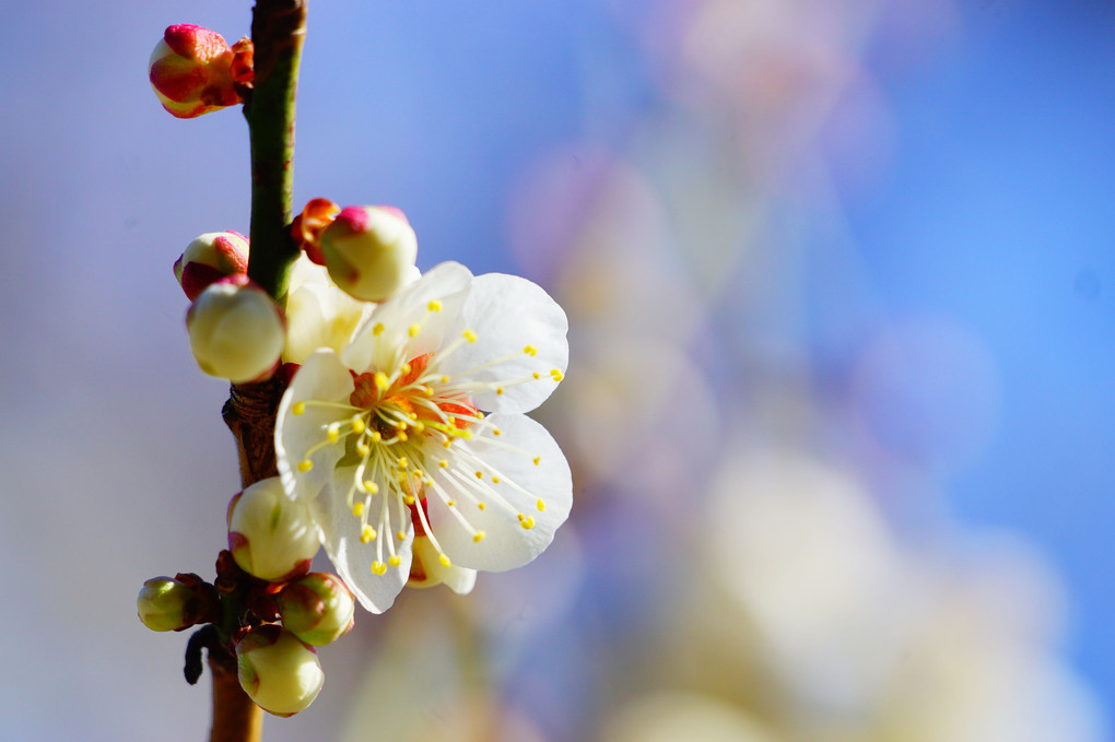 偕楽園の梅の花を撮ってきました。後編