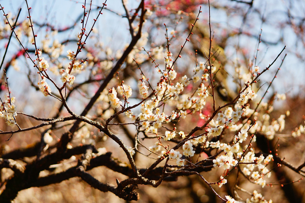 偕楽園の梅の花を撮ってきました。後編