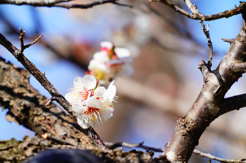 偕楽園の梅の花