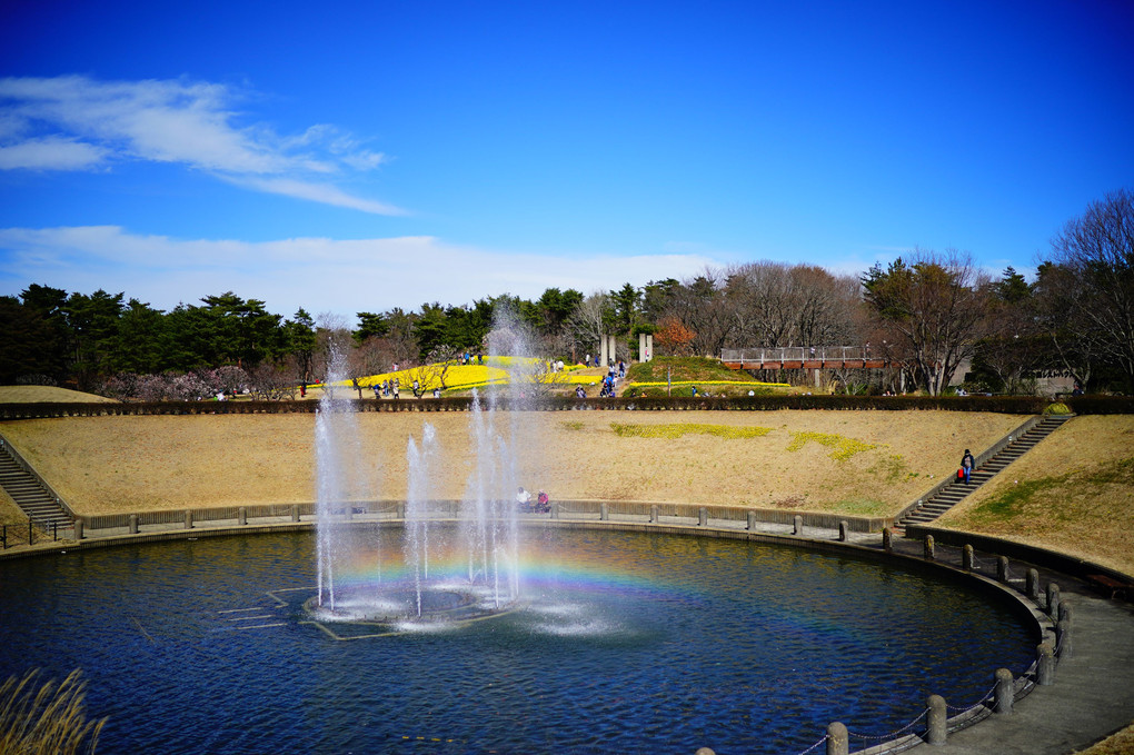 国営ひたち海浜公園の西池　２