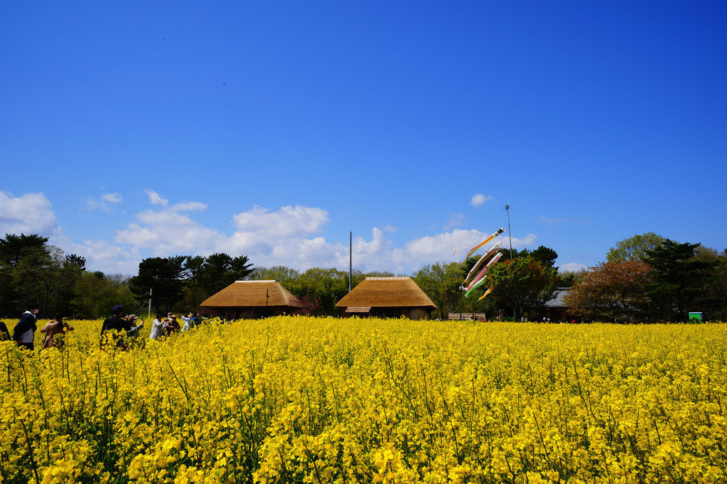 菜の花とネモフィラ＠国営ひたち海浜公園のみはらしの里とみはらしの丘