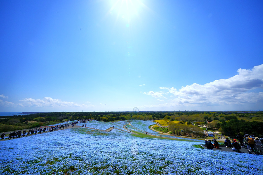 国営ひたち海浜公園のみはらしの丘とみはらしの里