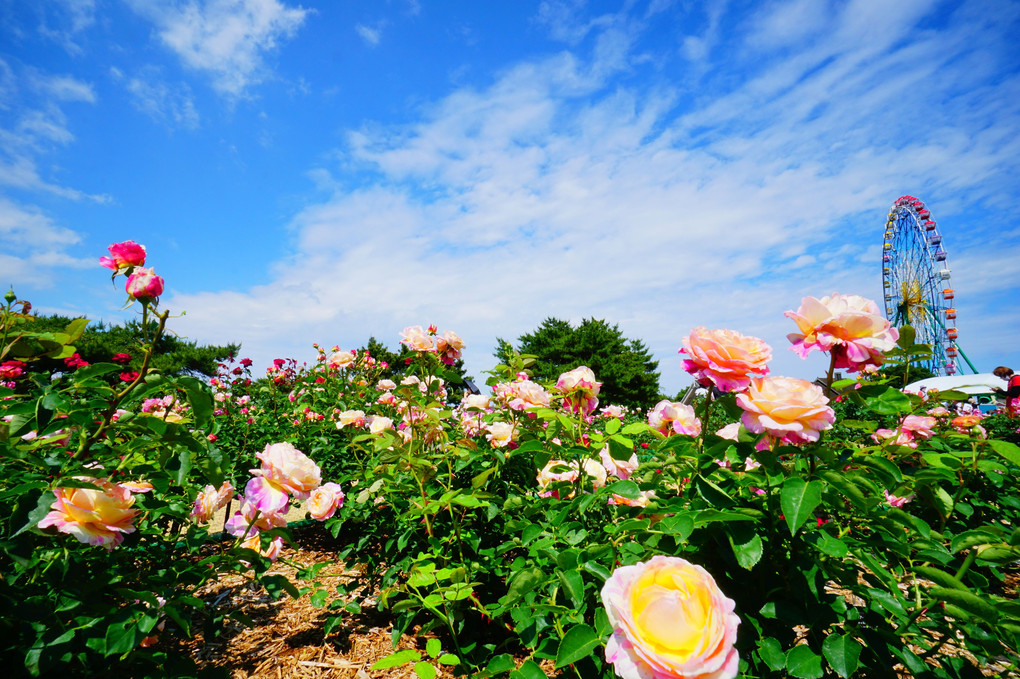 薔薇の季節＠国営ひたち海浜公園の常陸ローズガーデン