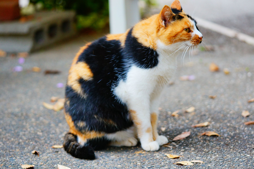 水戸市植物公園の三毛ちゃん