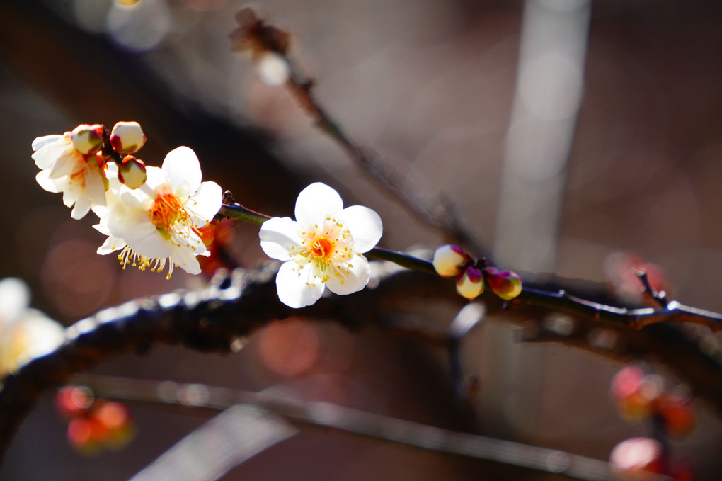 偕楽園にて、梅を撮る　その１