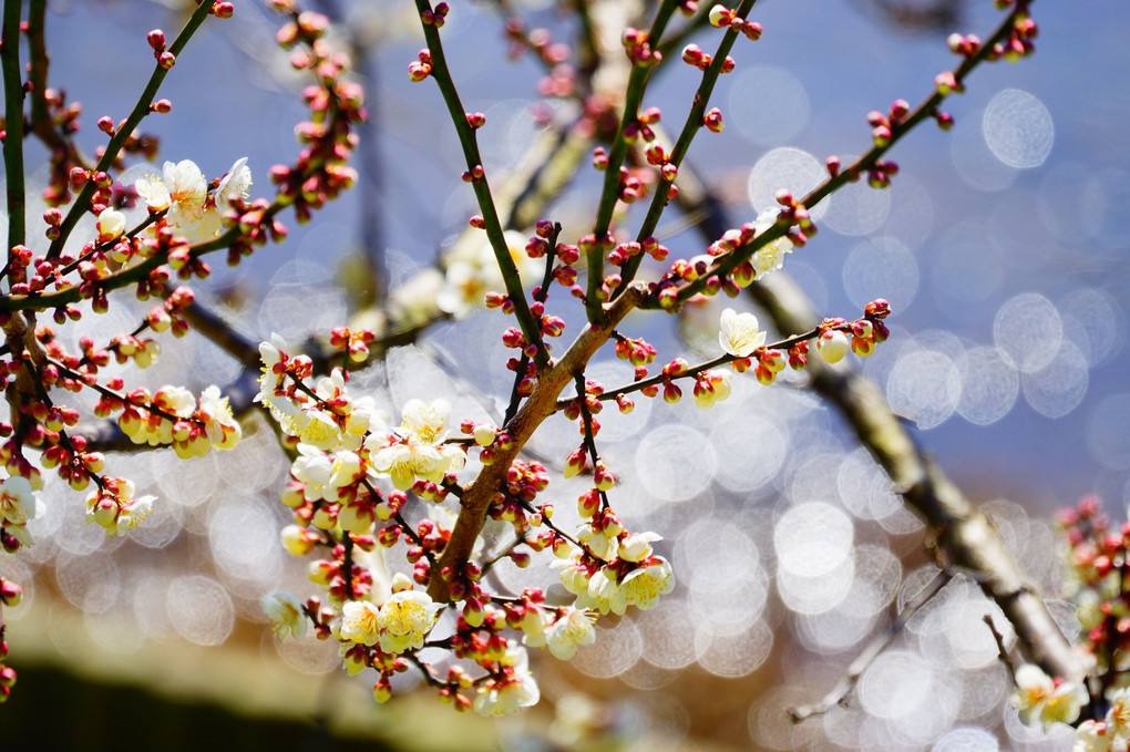 偕楽園にて、梅を撮る　その4　で今日は終わりです。
