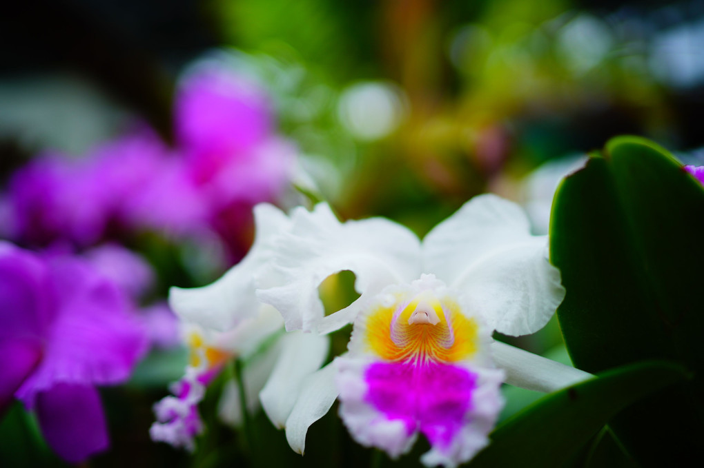 茨城県植物園の熱帯植物館