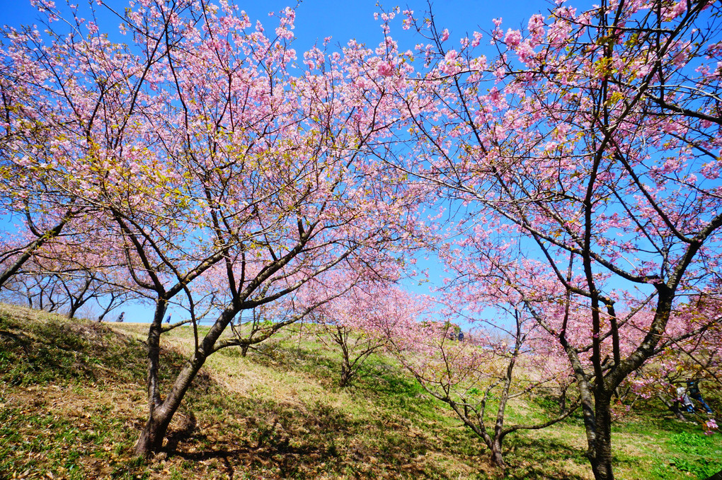 河津桜の春　＠茨城県フラワーパーク　その2