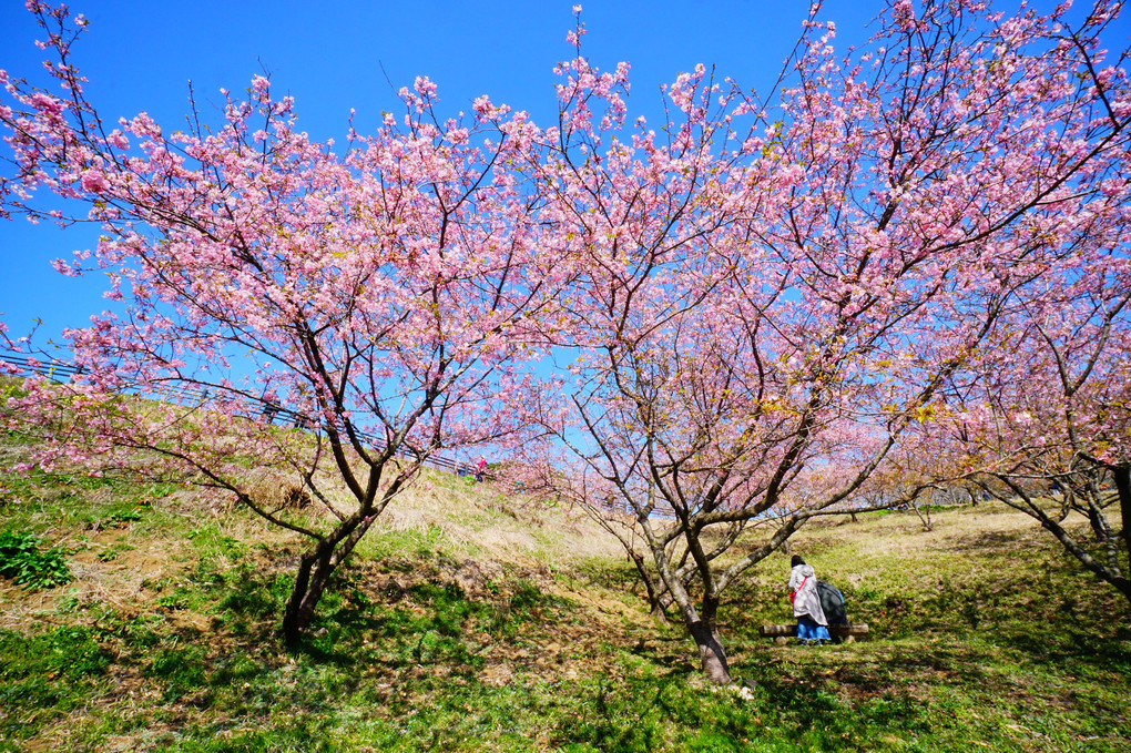 河津桜の春　＠茨城県フラワーパーク　その2