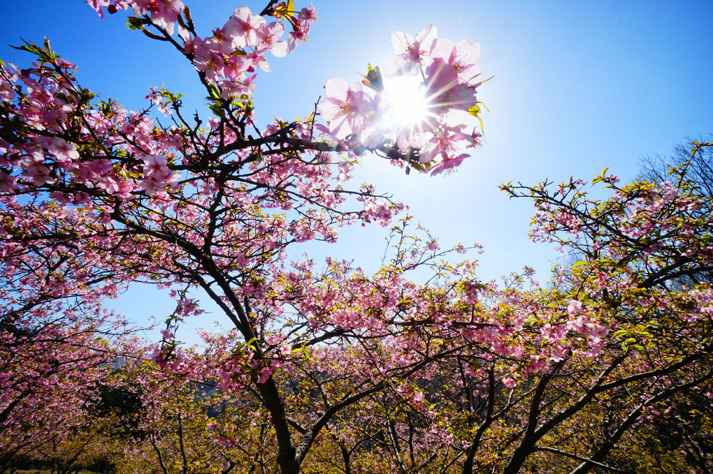 河津桜の春　＠茨城県フラワーパーク　その3