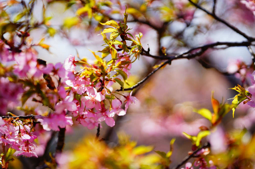 河津桜の春　＠茨城県フラワーパーク　その3