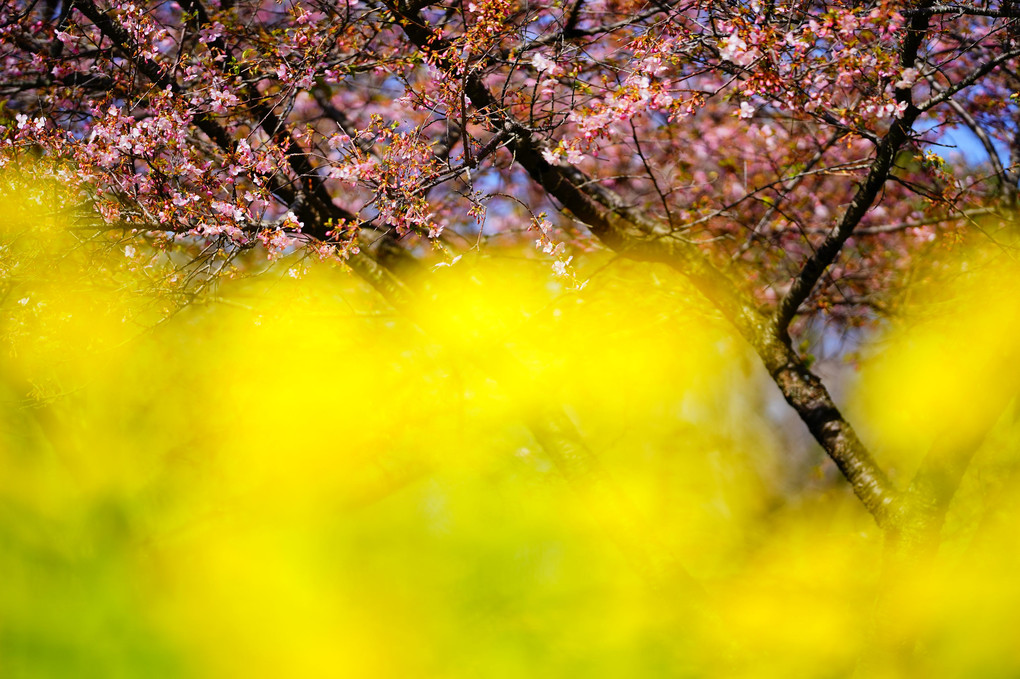 河津桜と菜の花と山茱萸(サンシュユ)　＠茨城県フラワーパーク　その５