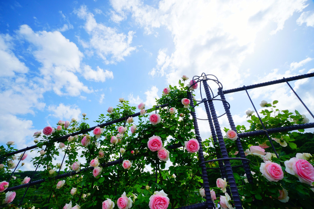茨城県フラワーパークの春薔薇　その２