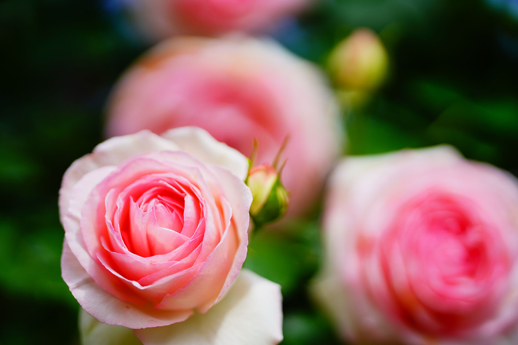 茨城県フラワーパークの春薔薇　その２