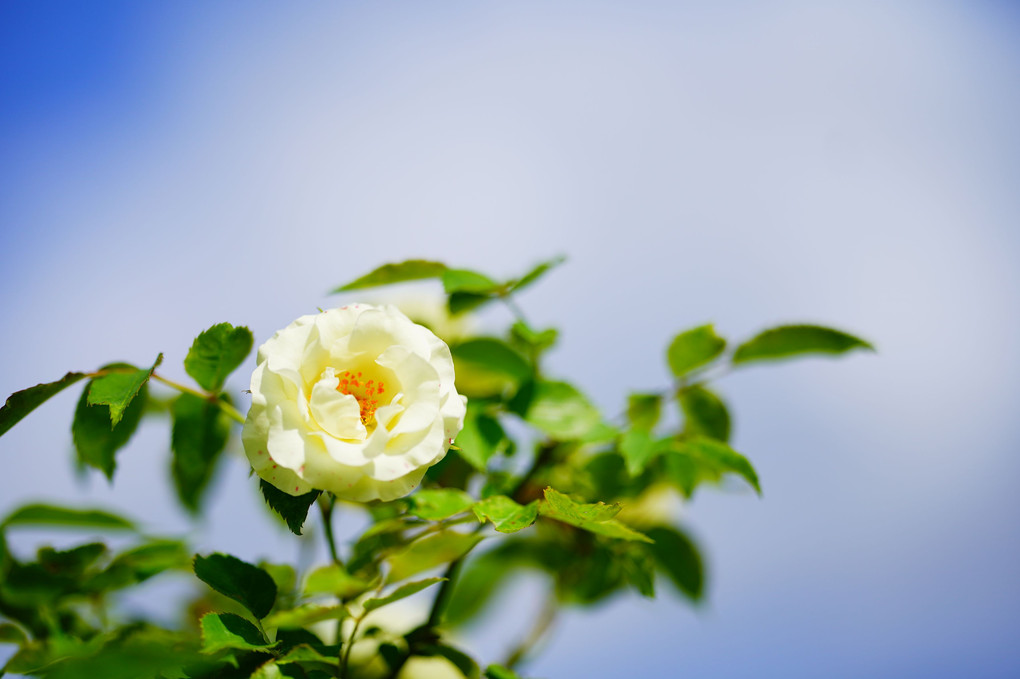 茨城県フラワーパークの春薔薇　その3で終わり