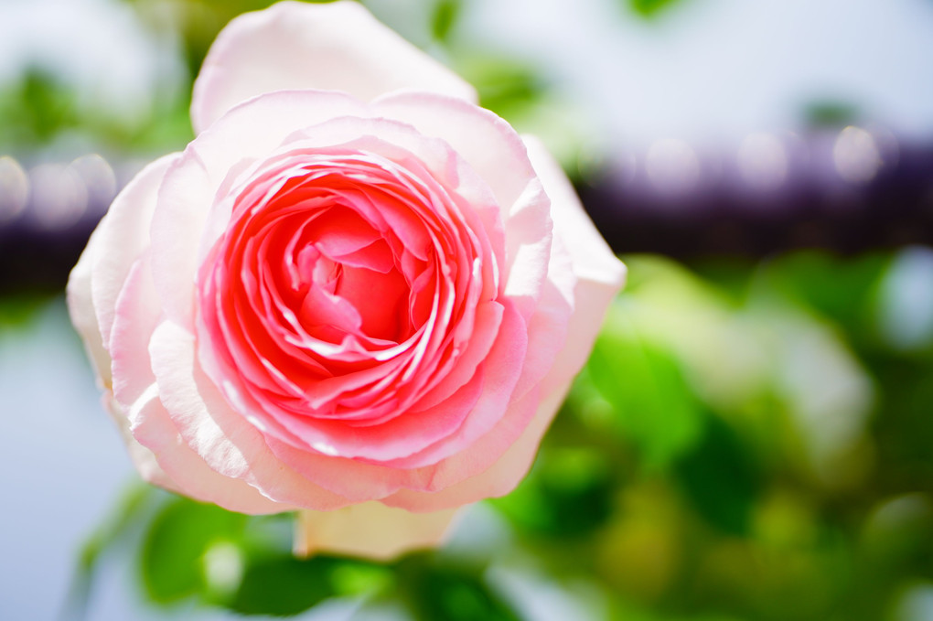 茨城県フラワーパークの春薔薇　その3で終わり