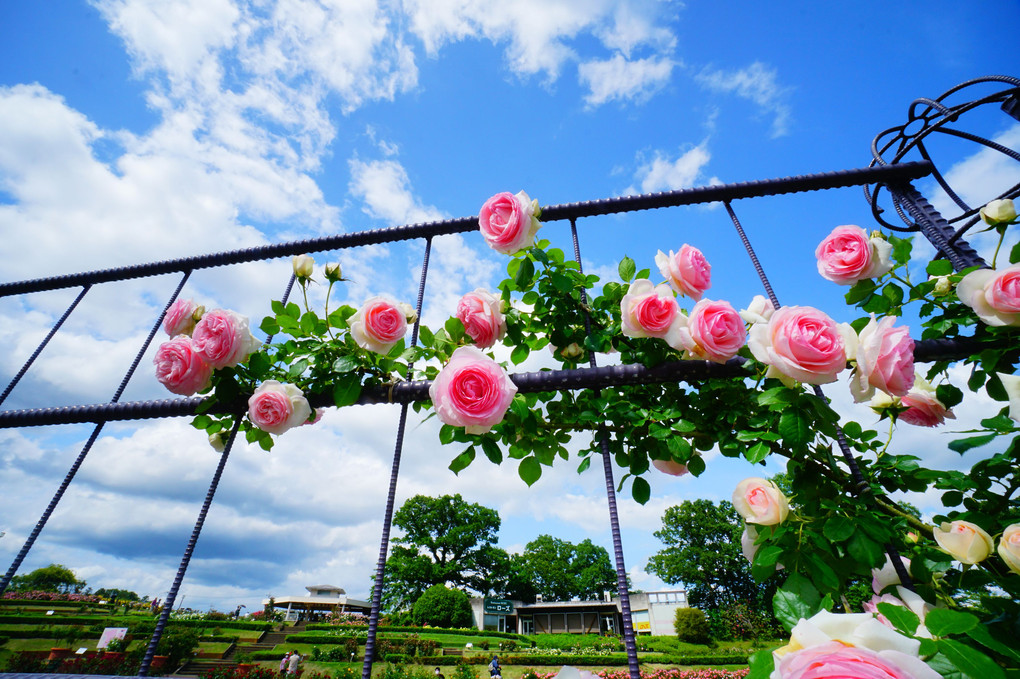 茨城県フラワーパークの春薔薇　その3で終わり