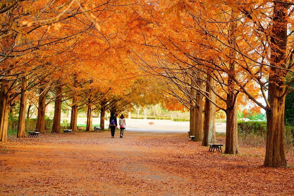 メタセコイヤの紅葉の情景＠国営ひたち海浜公園