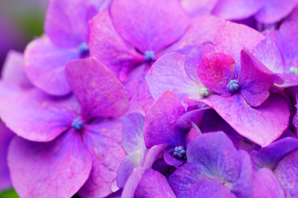 梅雨の彩ー紫陽花ー