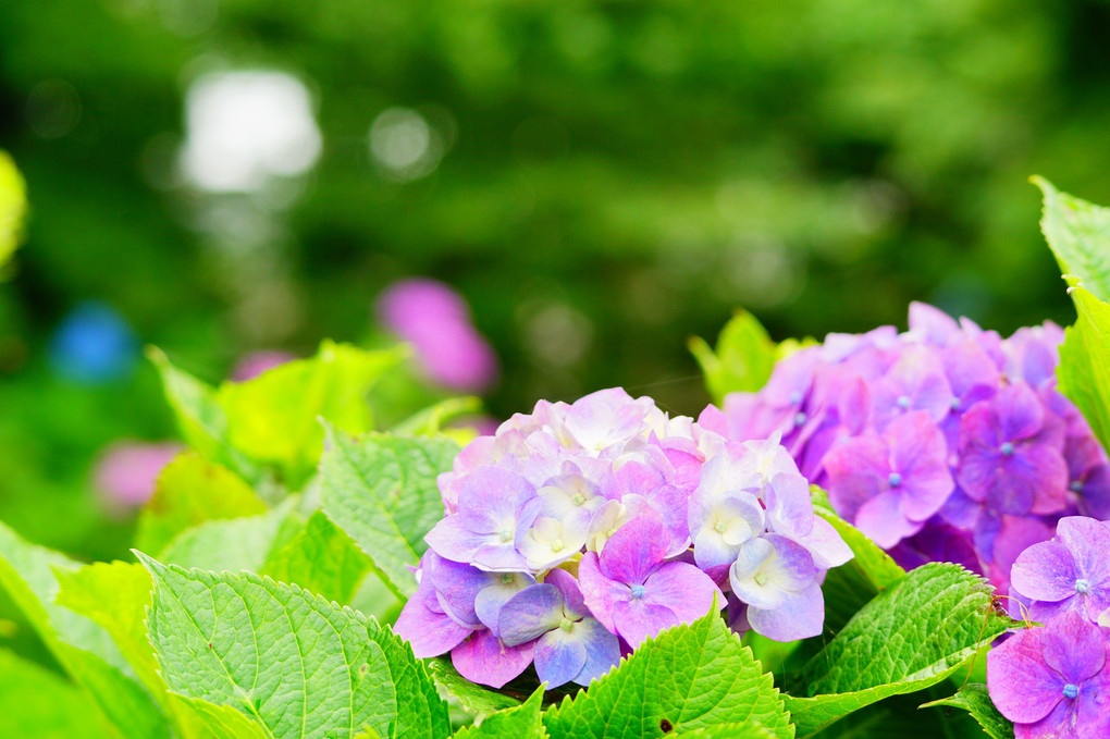 梅雨の彩ー紫陽花ー