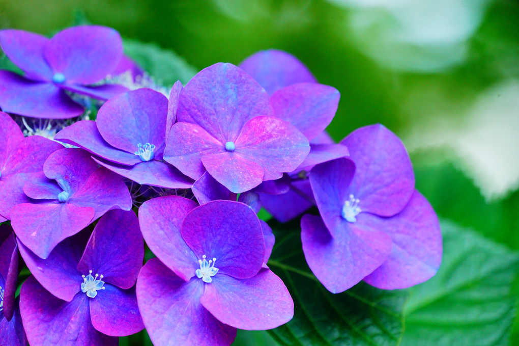 さて、本題の紫陽花です。雨引観音　その１