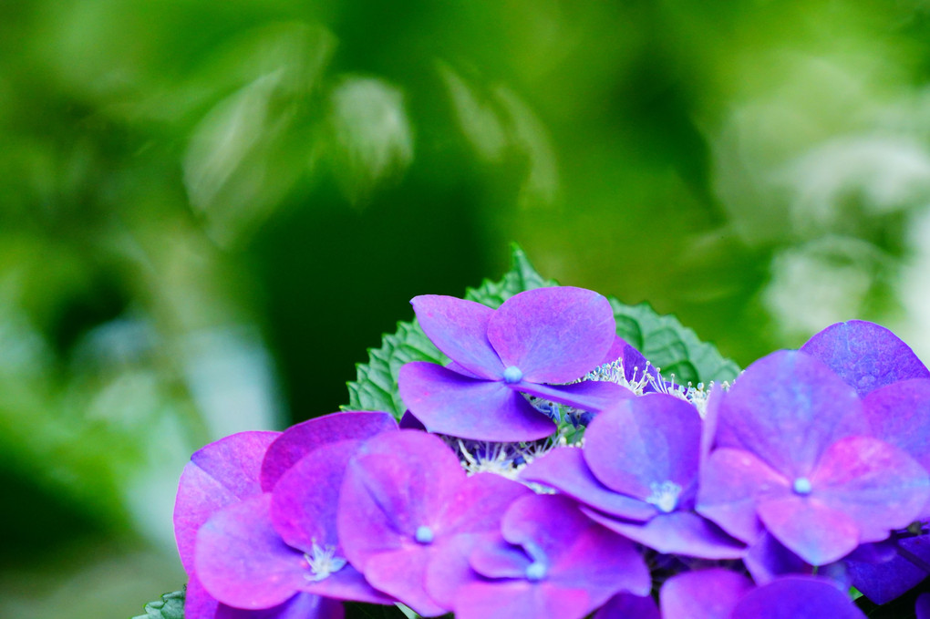 さて、本題の紫陽花です。雨引観音　その１