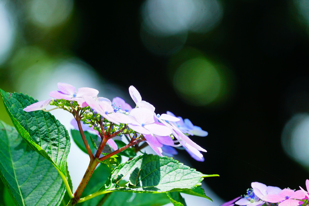 紫陽花の煌き　＠雨引観音　その2