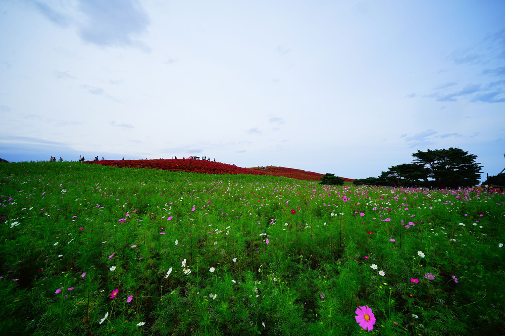 紅白の丘