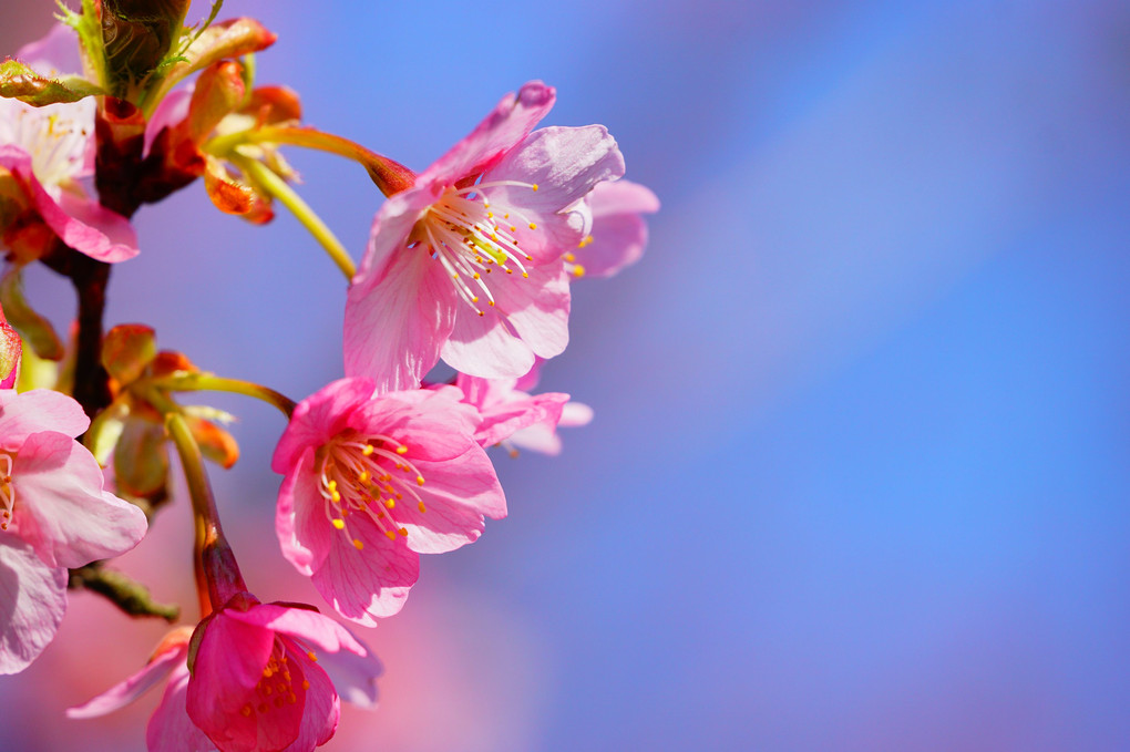 河津桜が綺麗に咲いたよ。