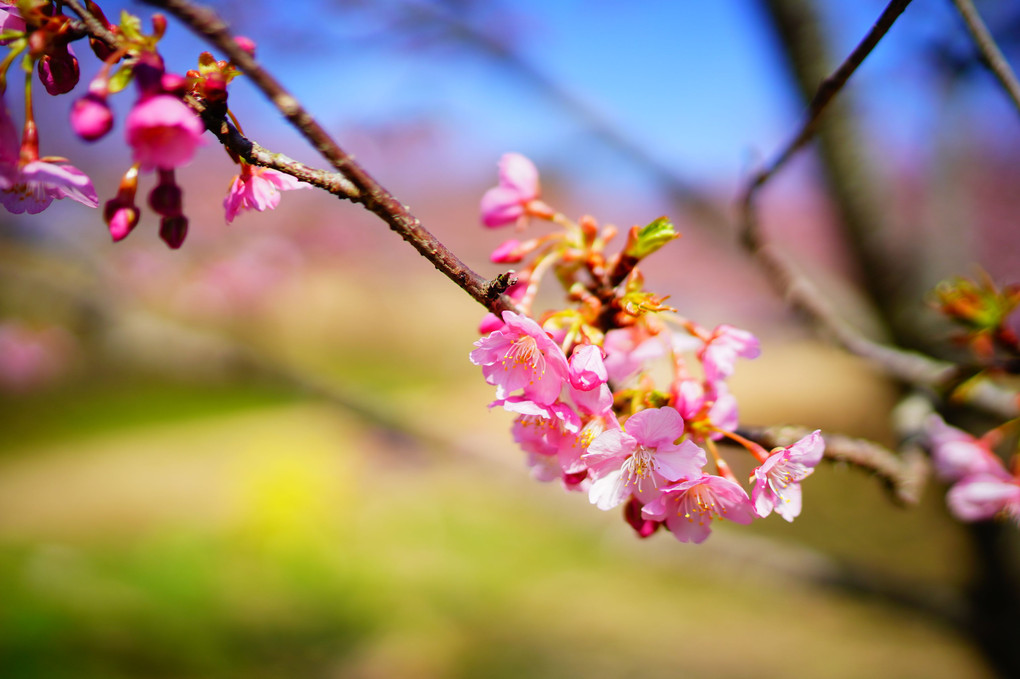 河津桜が綺麗に咲いたよ。