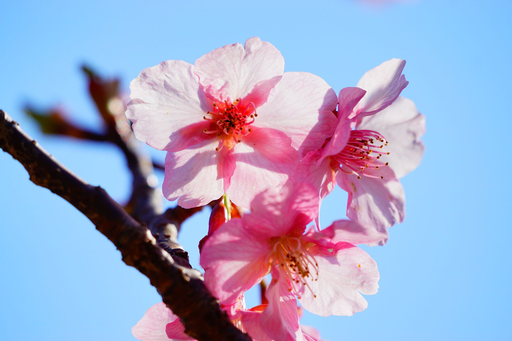 河津桜、青空に映える