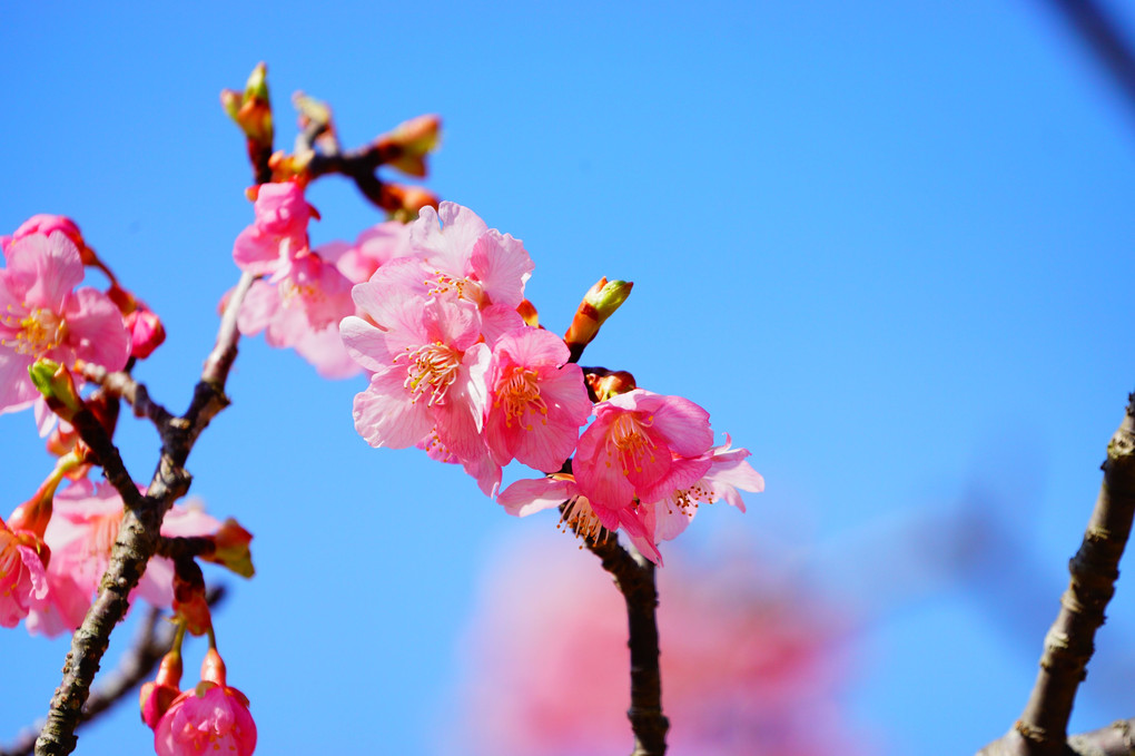 河津桜、青空に映える