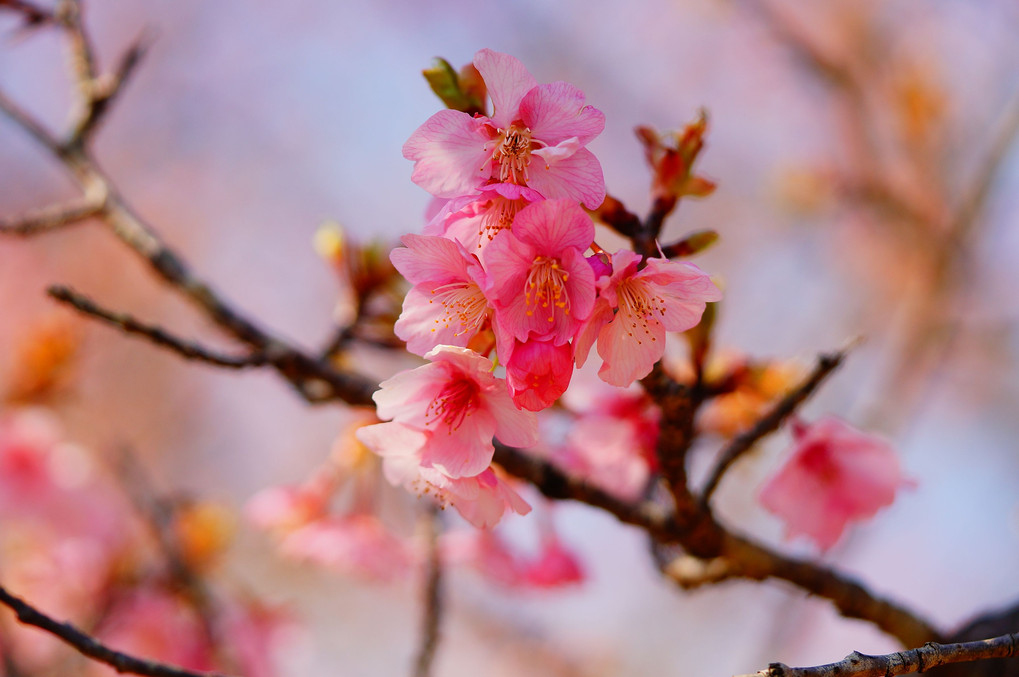 河津桜、青空に映える