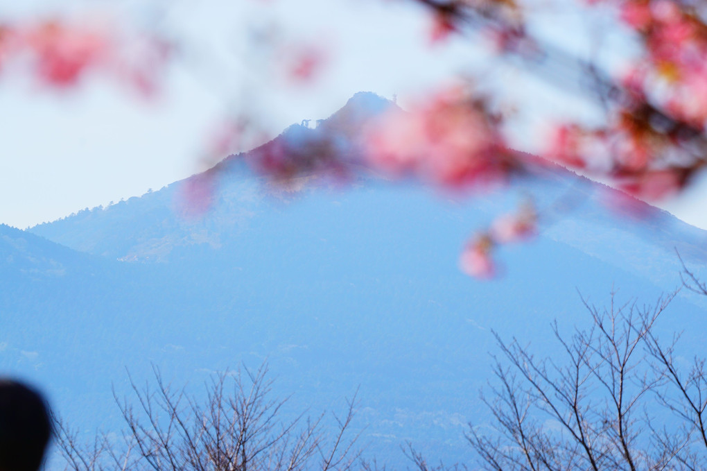筑波山と河津桜と・・・。