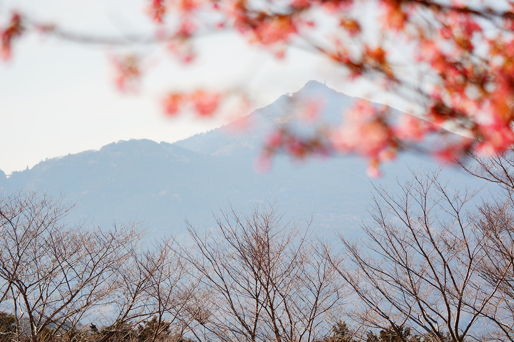 筑波山と河津桜と・・・。