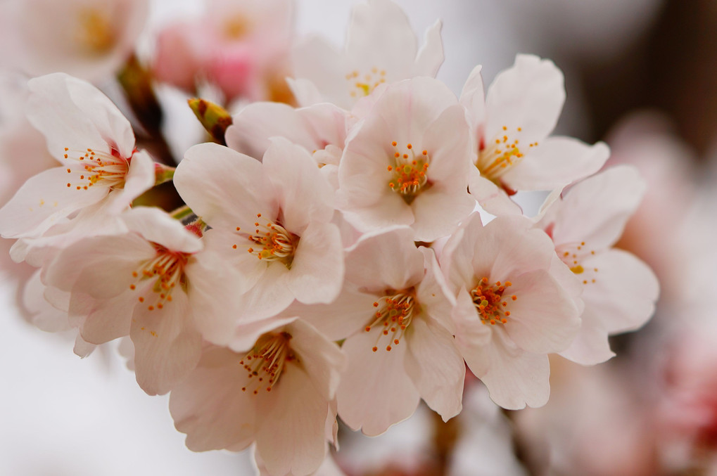 東京は桜満開？古河は3、４分咲き、そんなに離れてもいないのになぁ。
