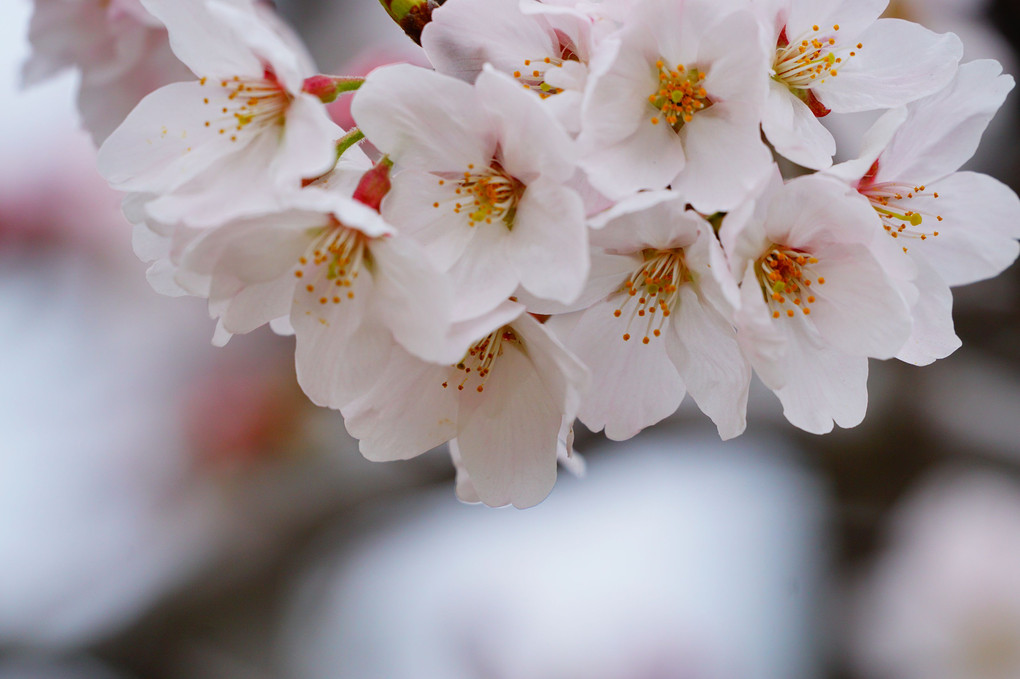 東京は桜満開？古河は3、４分咲き、そんなに離れてもいないのになぁ。